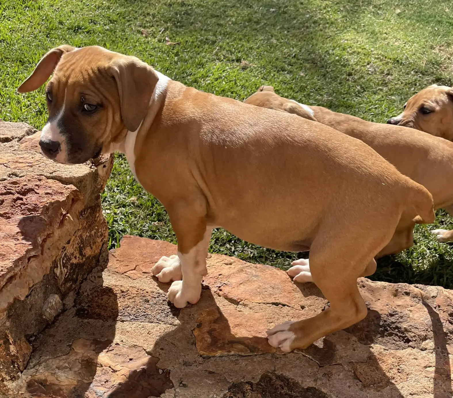 Pitbull Puppies in Pretoria (15/06/2022)