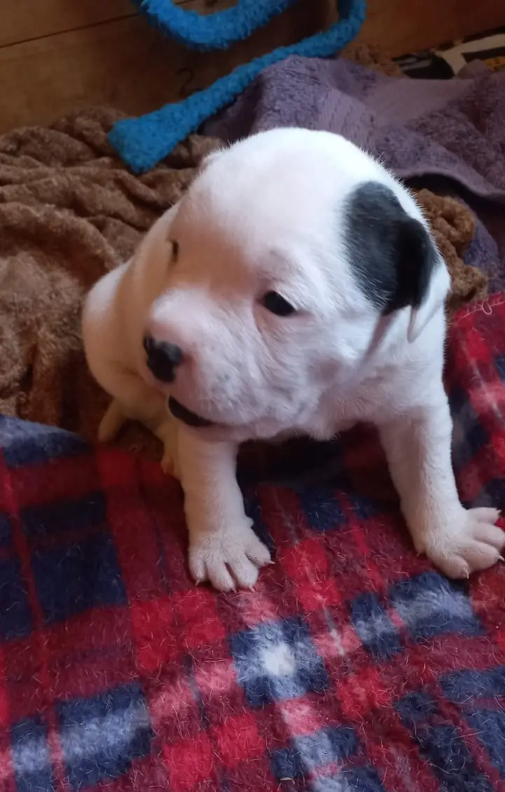 Staffie Puppies in Other (06/06/2022)