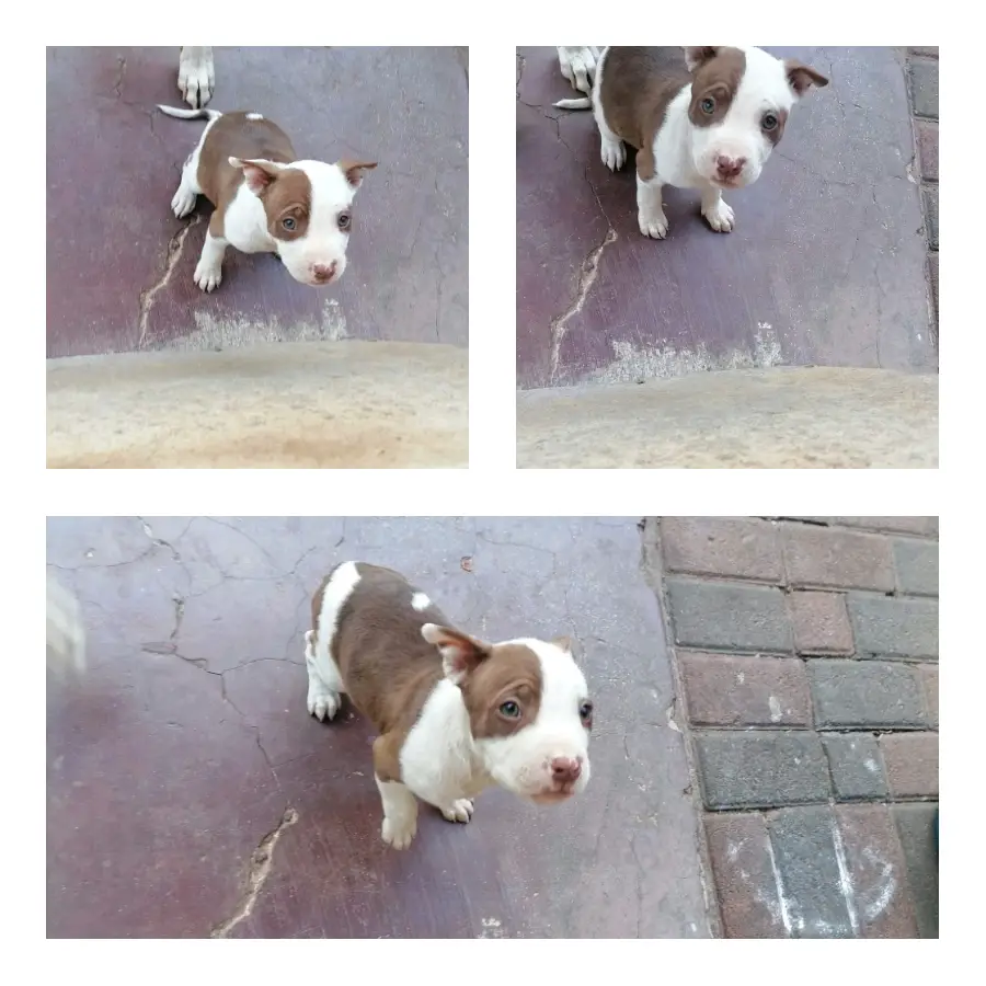 Pitbull Puppies in Johannesburg (02/06/2022)