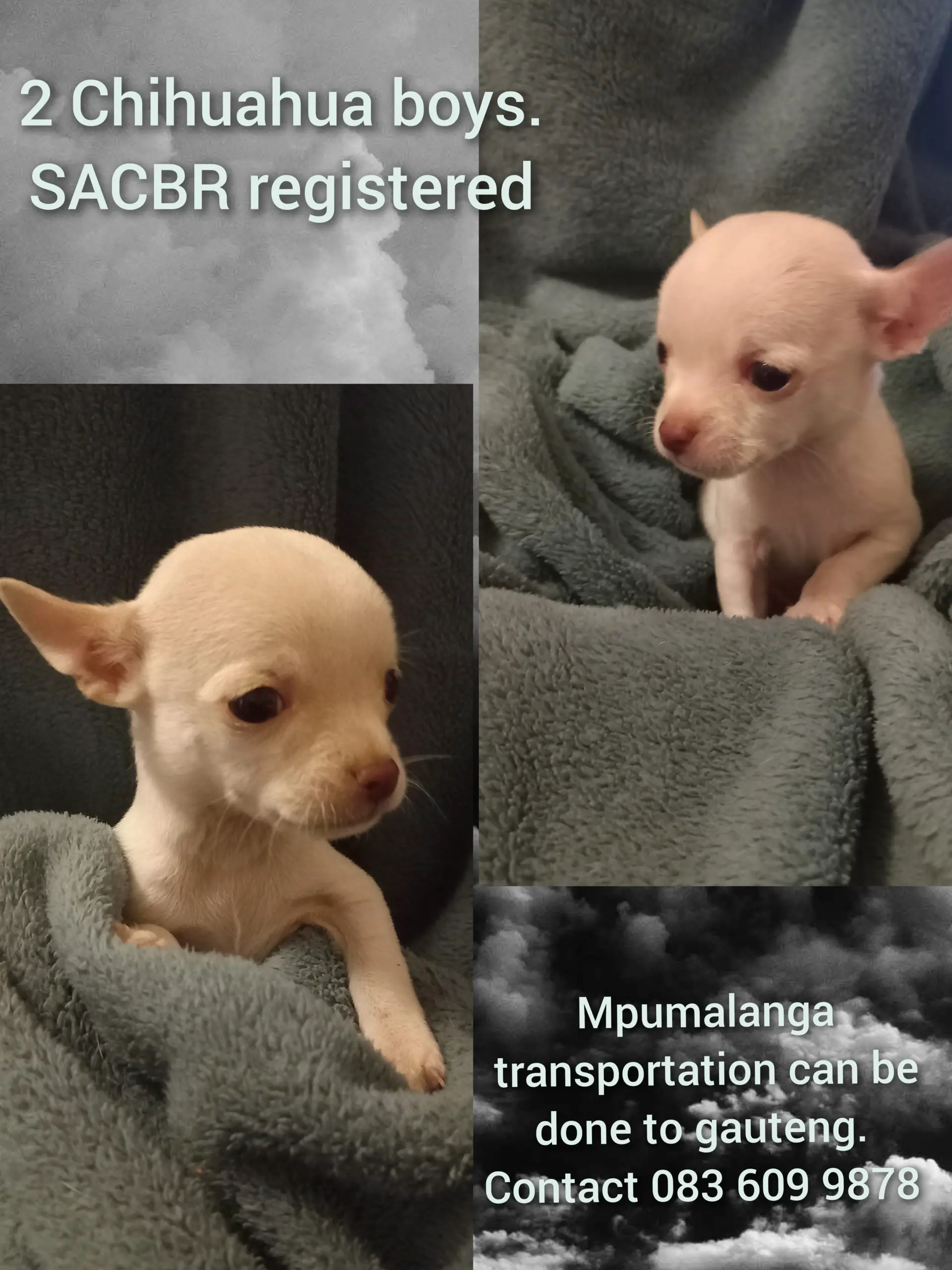 Chihuahua Puppies in Pretoria (06/06/2022)