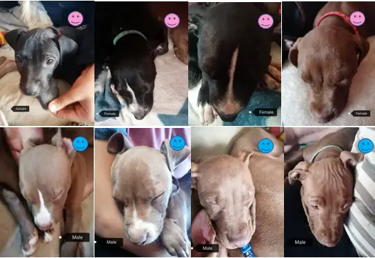 Pitbull Puppies in Pretoria (04/06/2022)