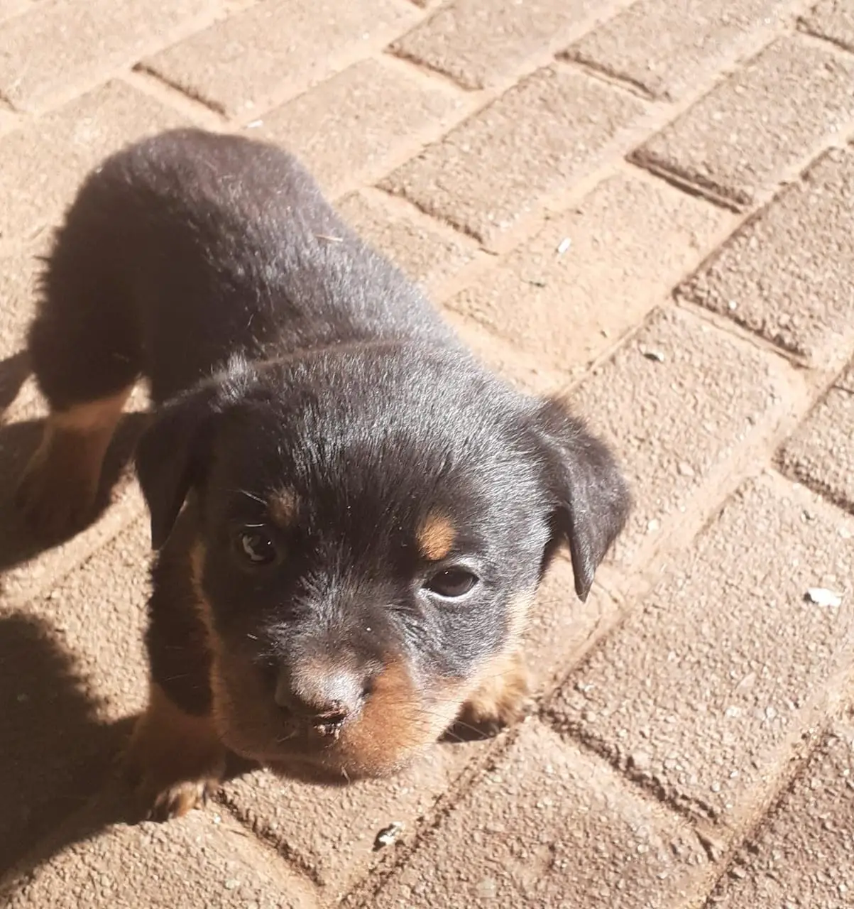 Rottweiler Puppies in Johannesburg (09/06/2022)