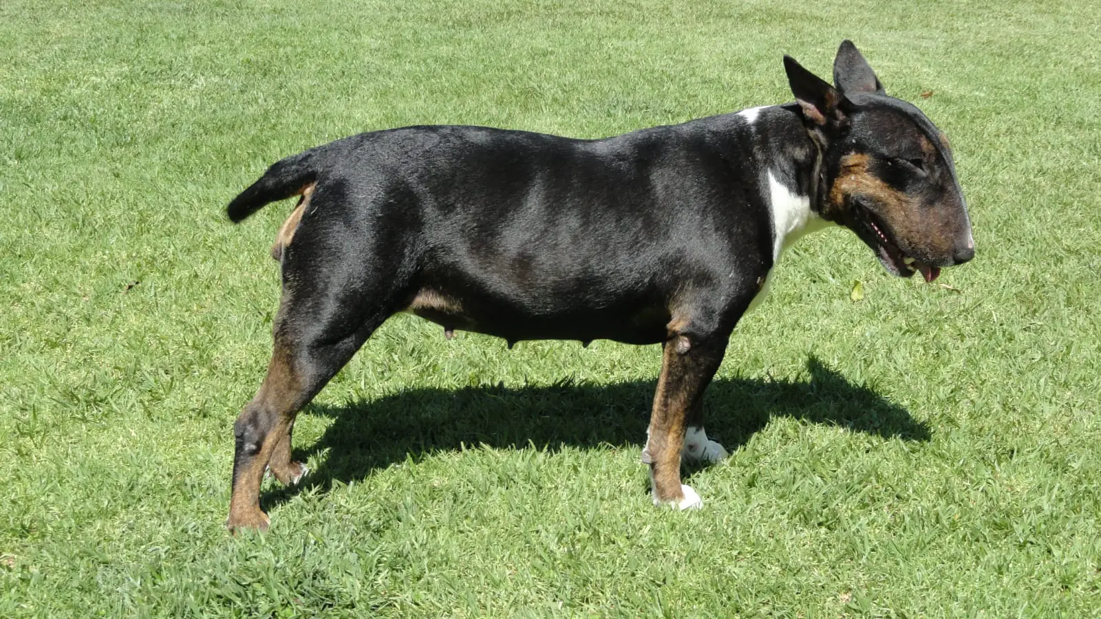 Bull Terrier Puppies in Kwazulu Natal (15/06/2022)