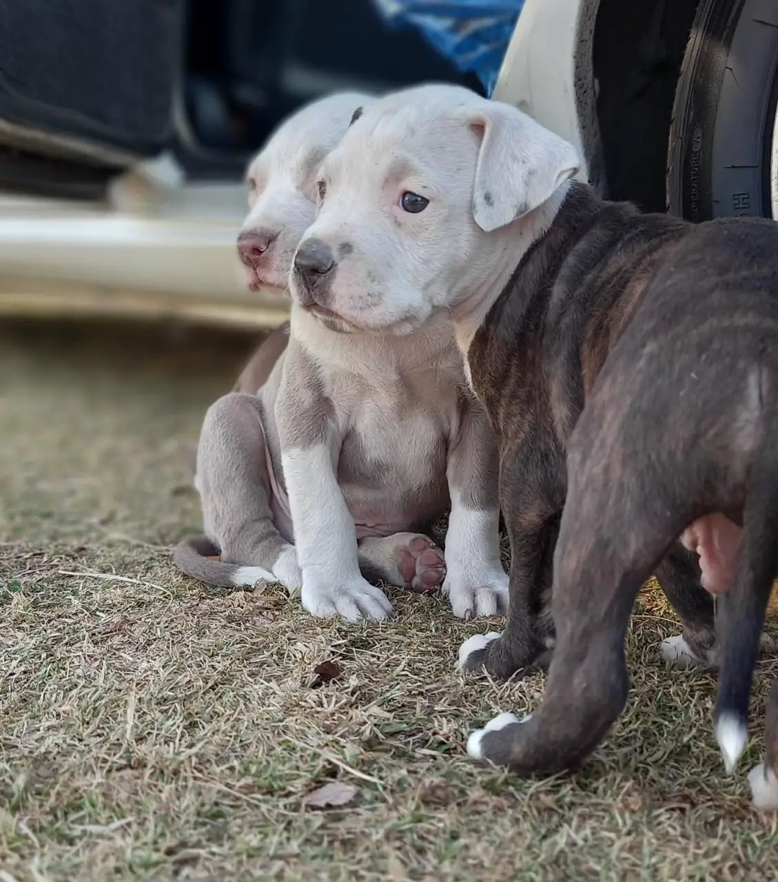 Pitbull Puppies in Johannesburg (16/06/2022)