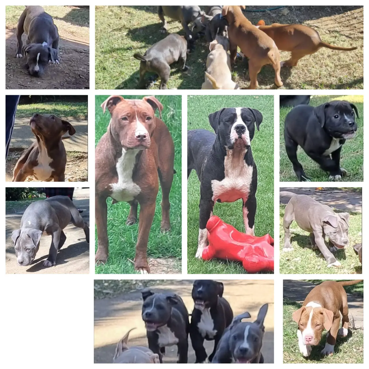 Pitbull Puppies in East Rand (18/06/2022)