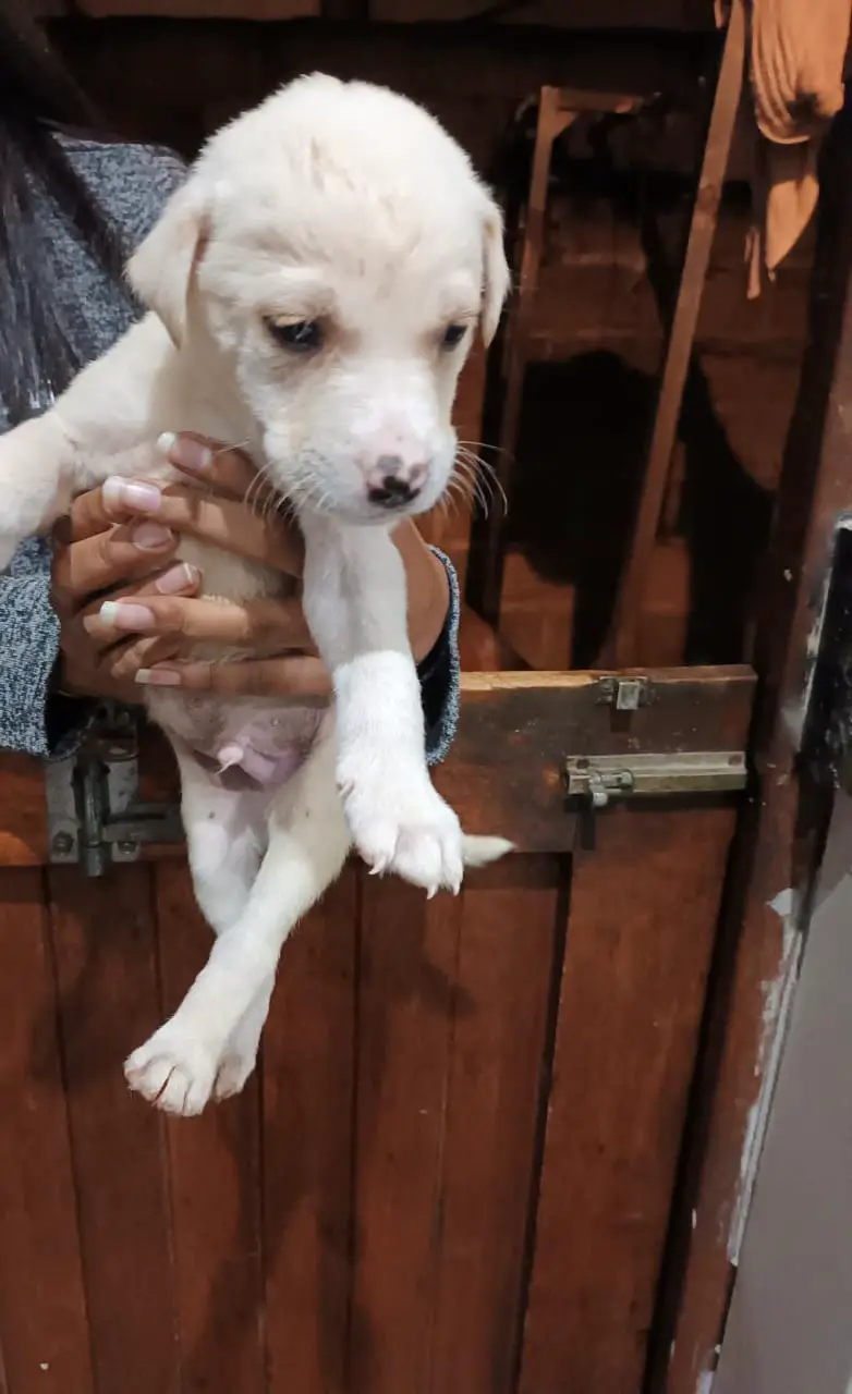 St Bernard Puppies in Kwazulu Natal (20/06/2022)