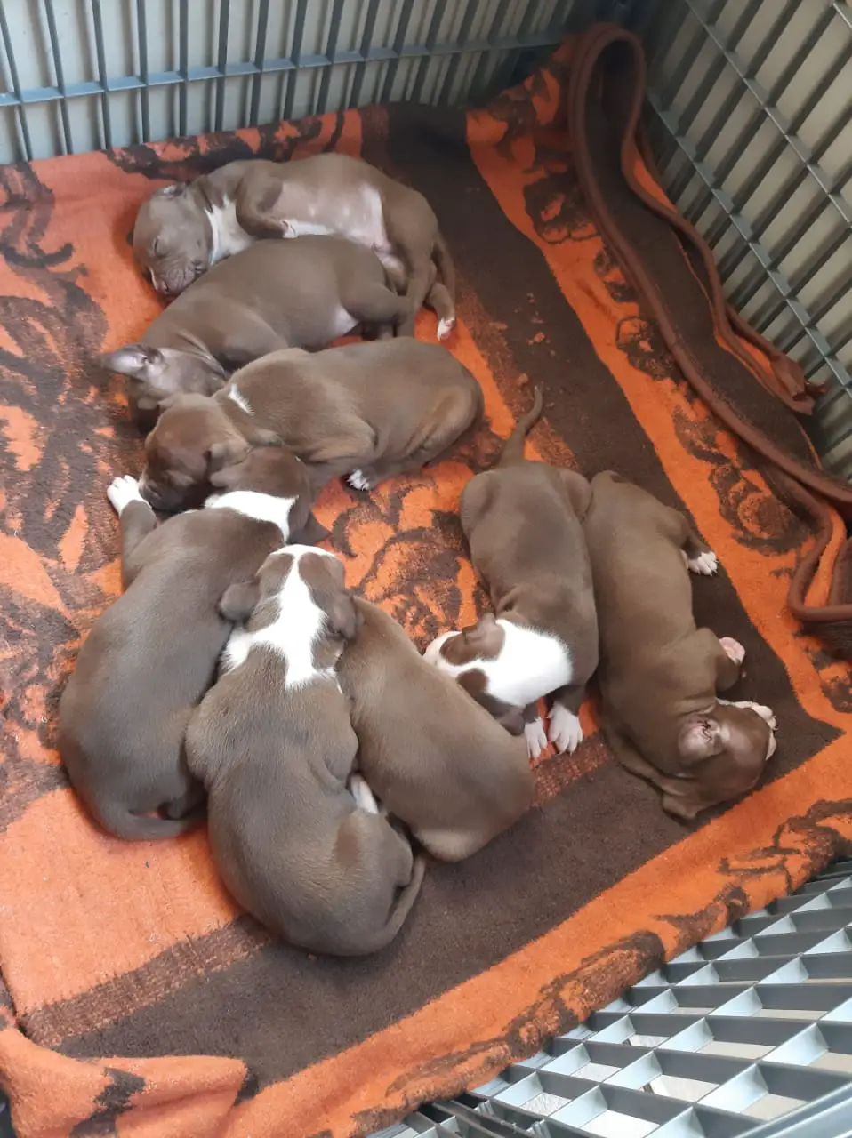 Pitbull Puppies in Johannesburg (27/06/2022)