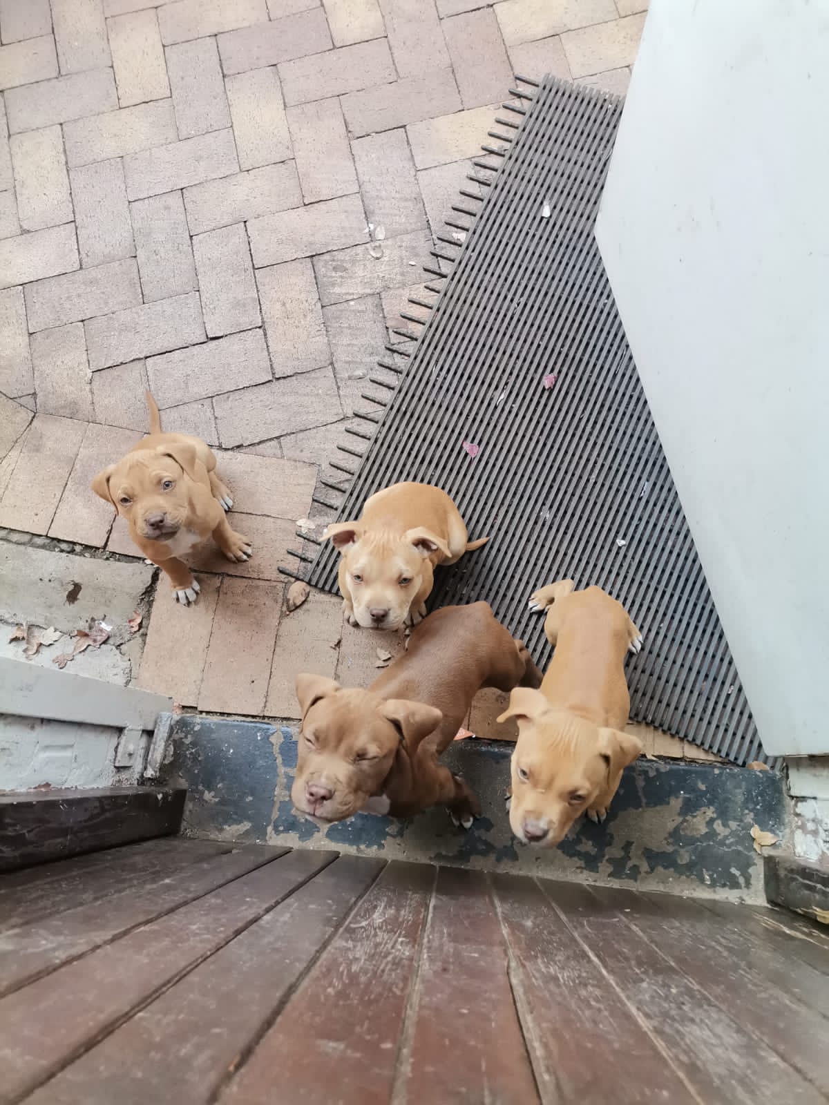 Pitbull Puppies in Johannesburg (30/06/2022)