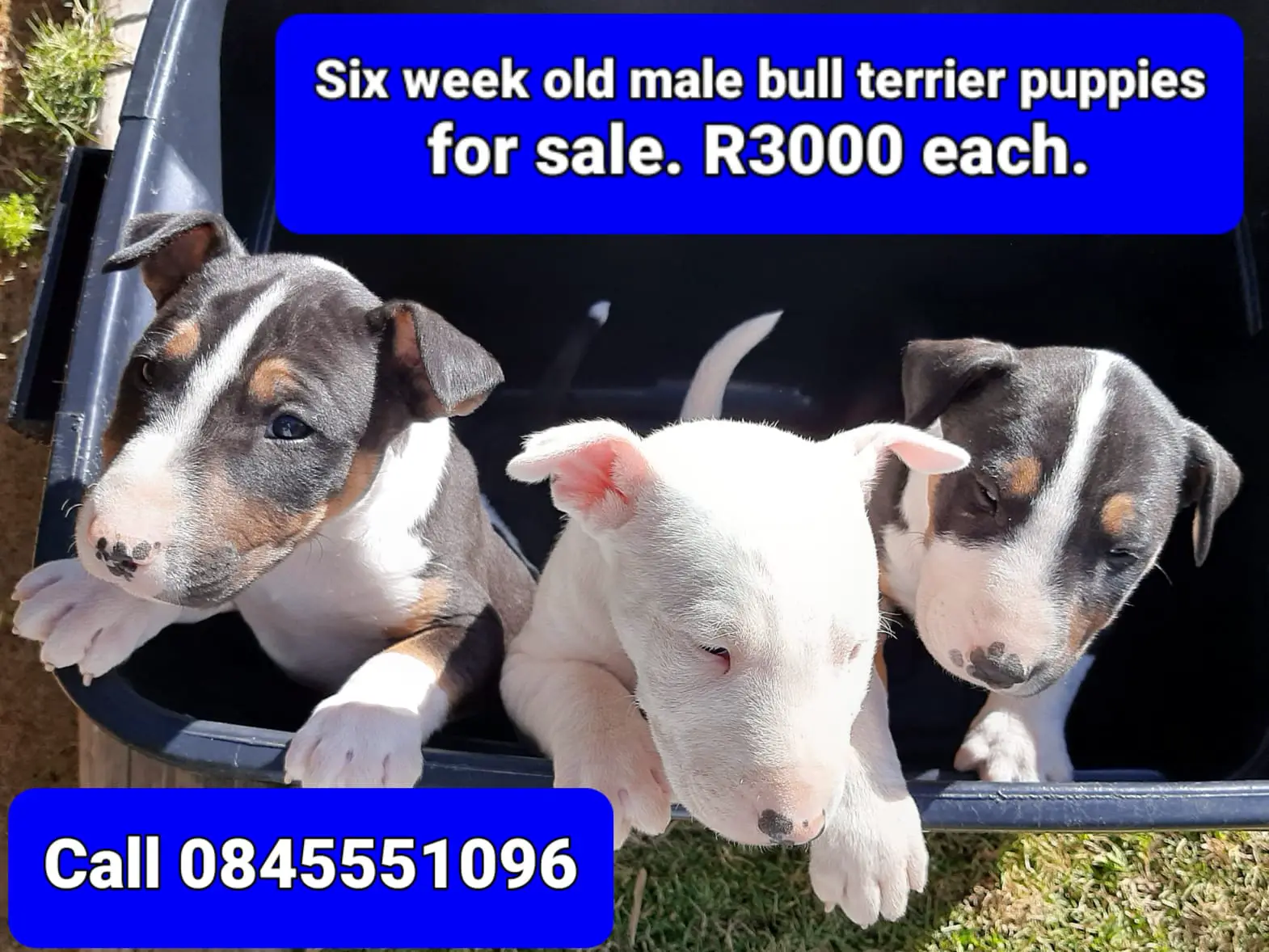 Bull Terrier Puppies in Kimberley (28/06/2022)