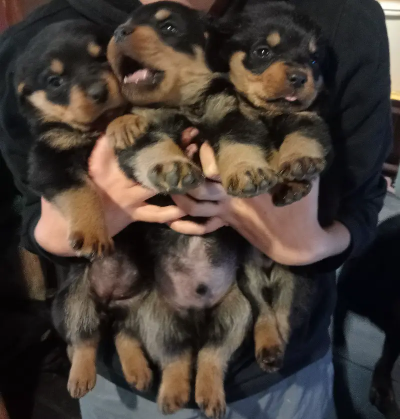 Rottweiler Puppies in Johannesburg (08/06/2022)