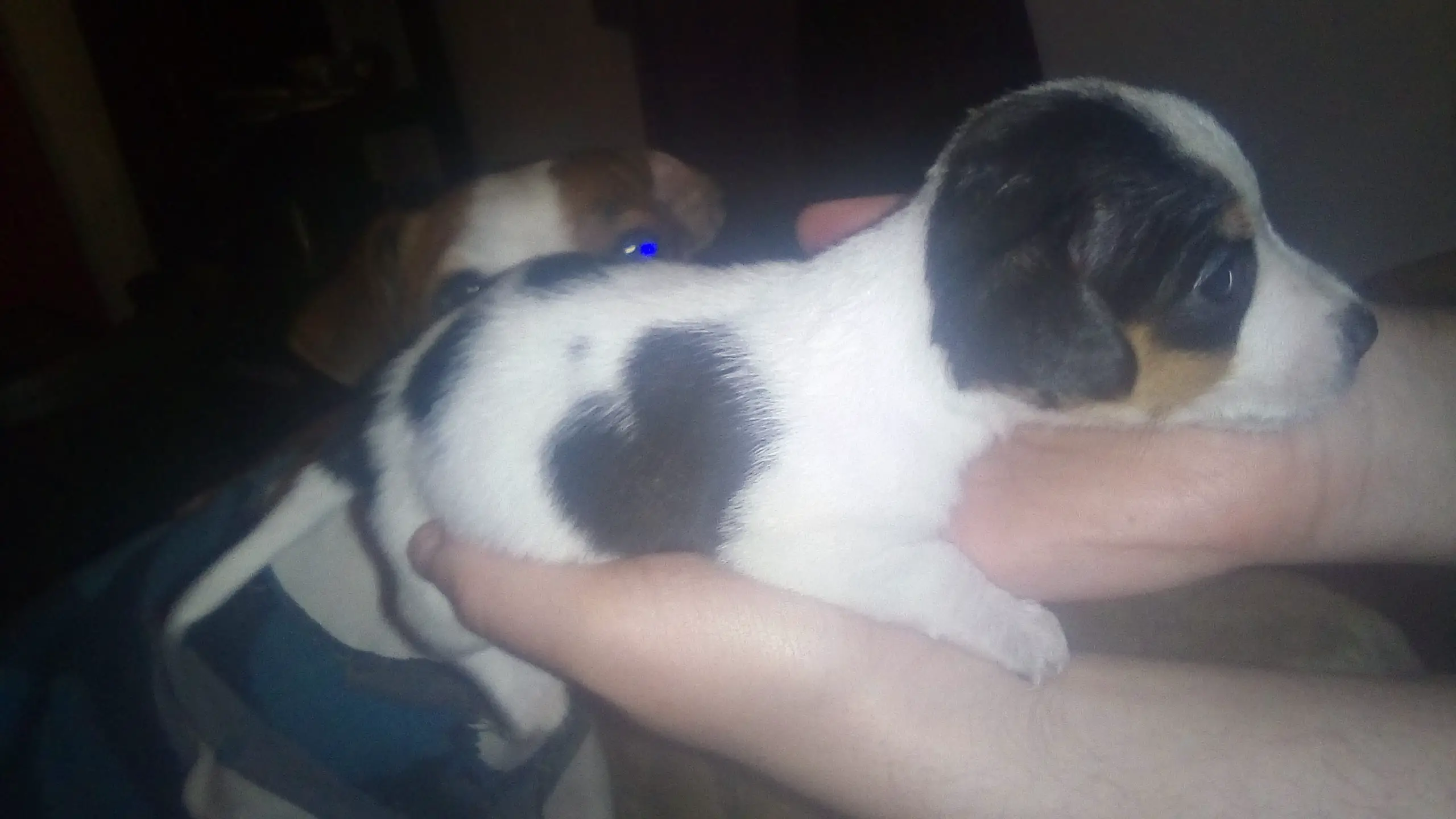 Jack Russell Puppies in East Rand (14/06/2022)