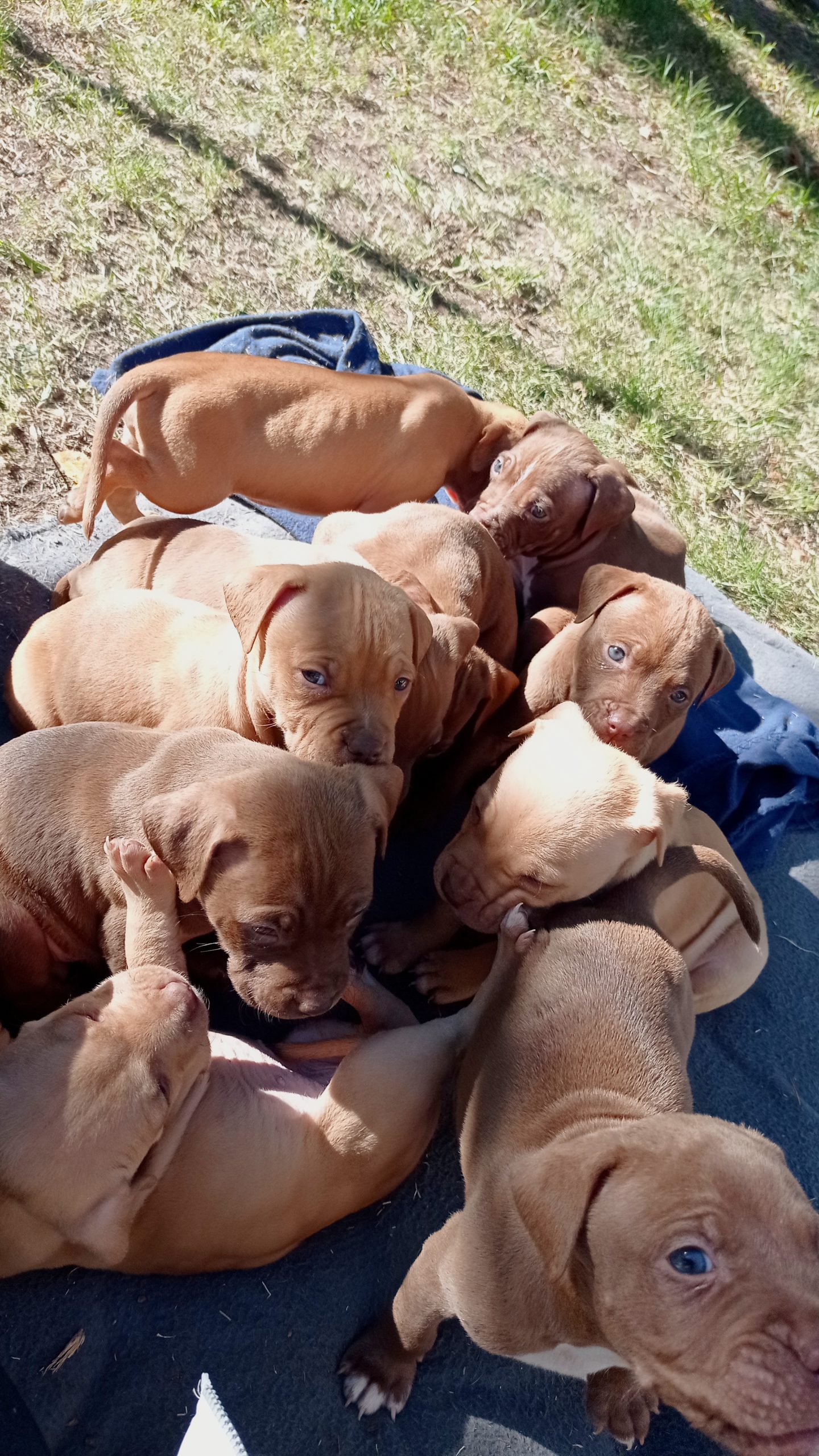 Pitbull Puppies in Port Elizabeth (17/06/2022)