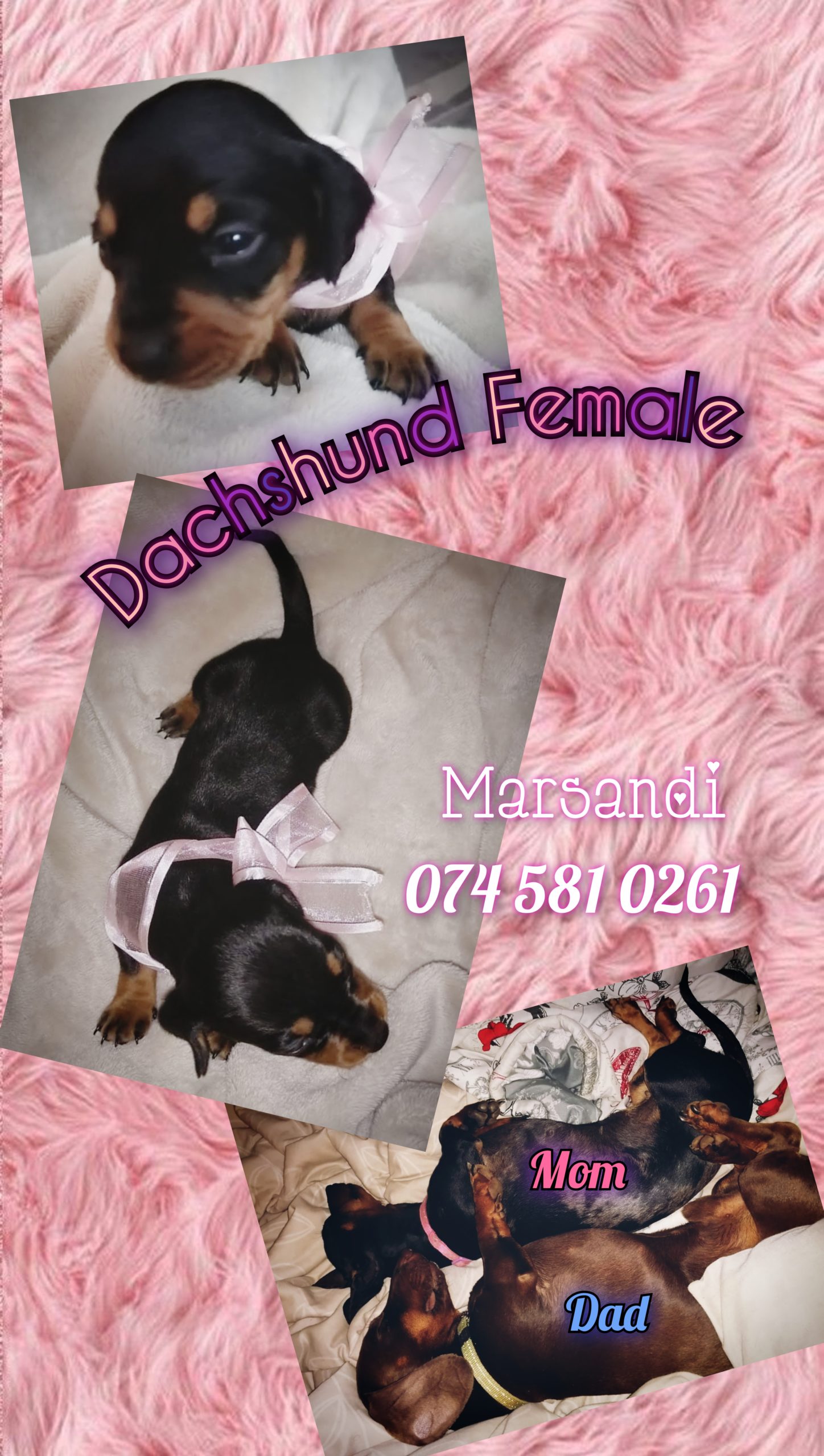 Dachshund Puppies in Pretoria (21/06/2022)