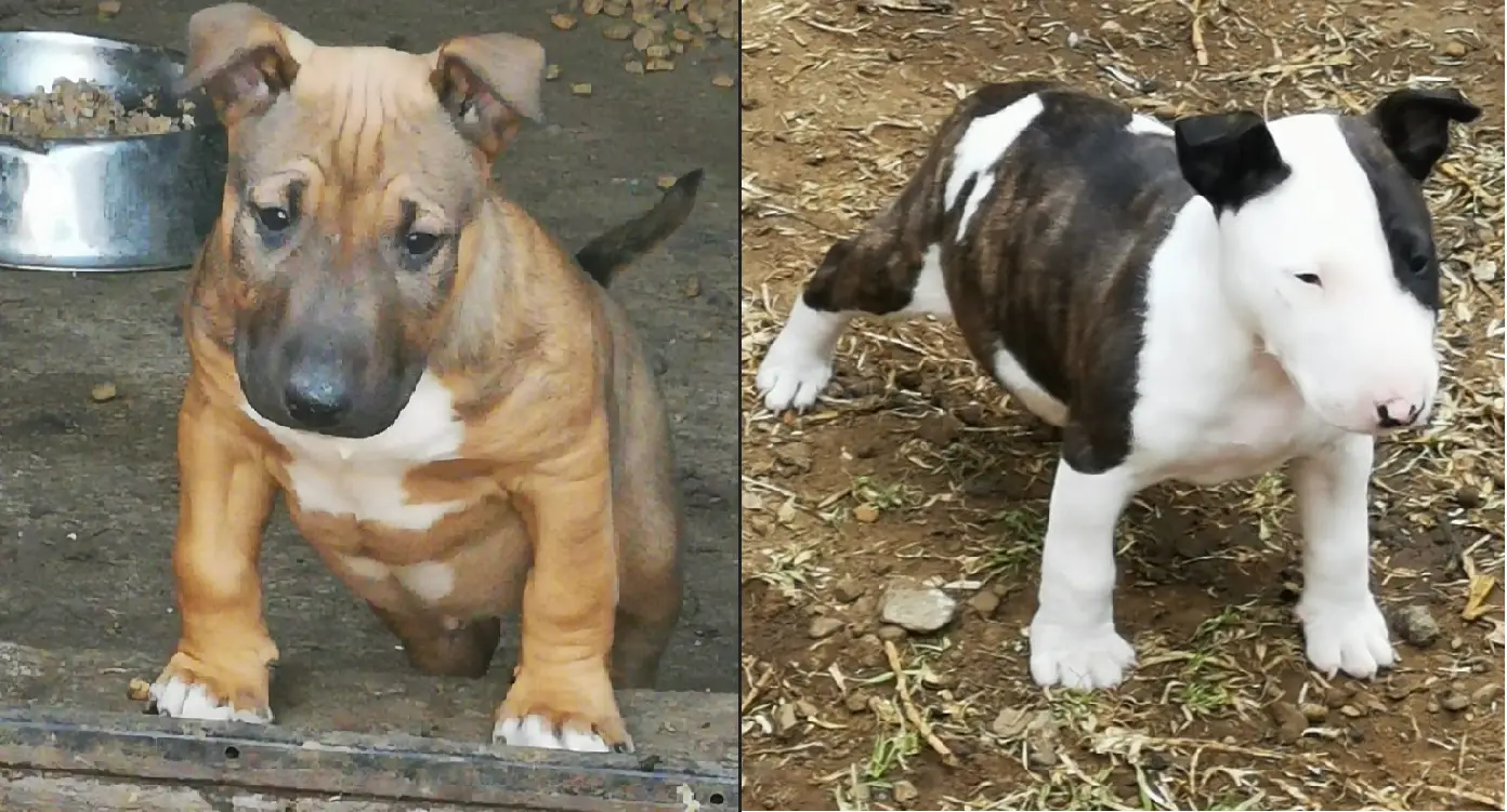 Bull Terrier Puppies in Mpumalanga (28/06/2022)