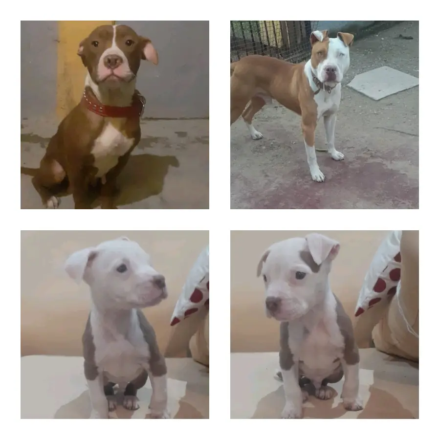 Pitbull Puppies in Johannesburg (18/06/2022)