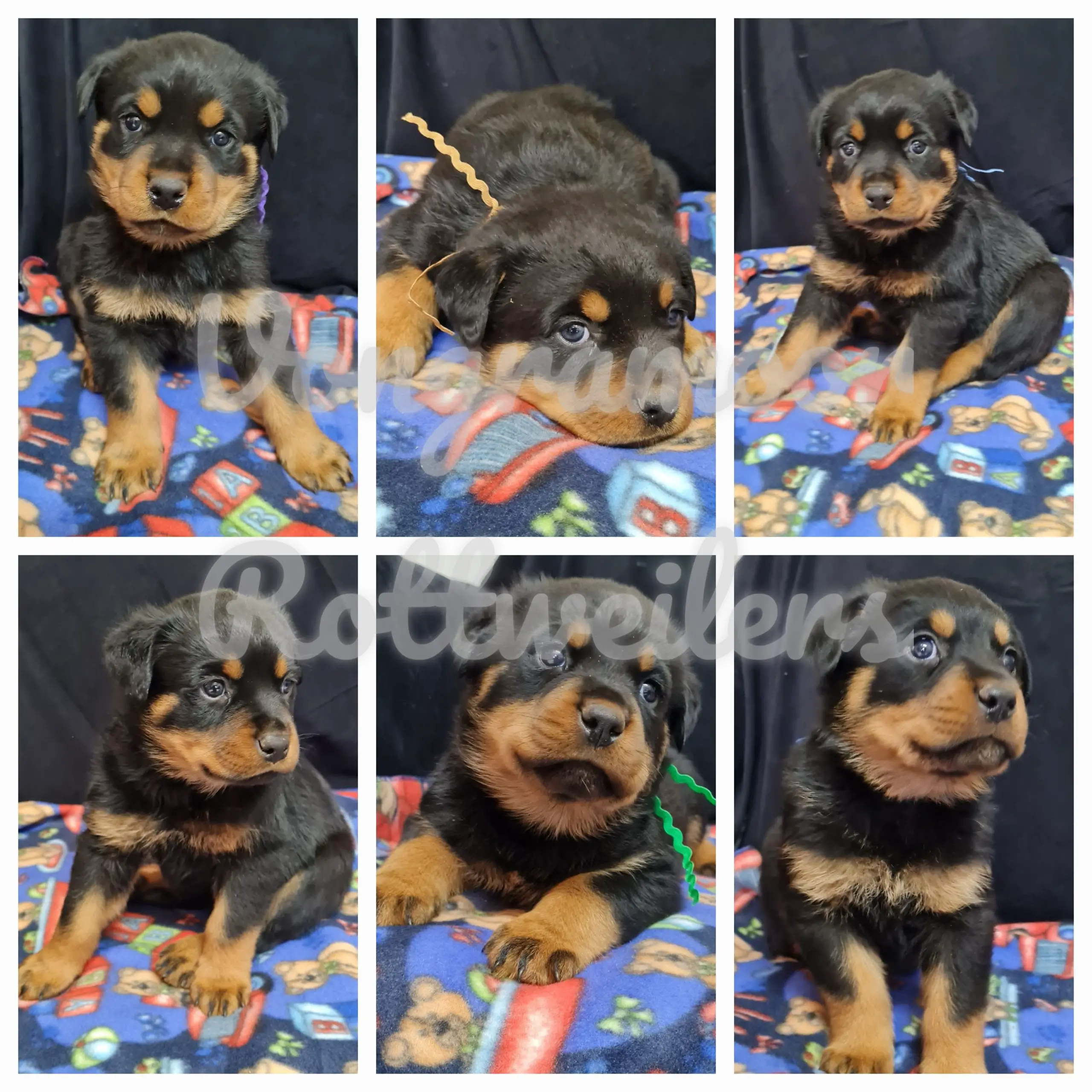 Rottweiler Puppies in Other (27/06/2022)