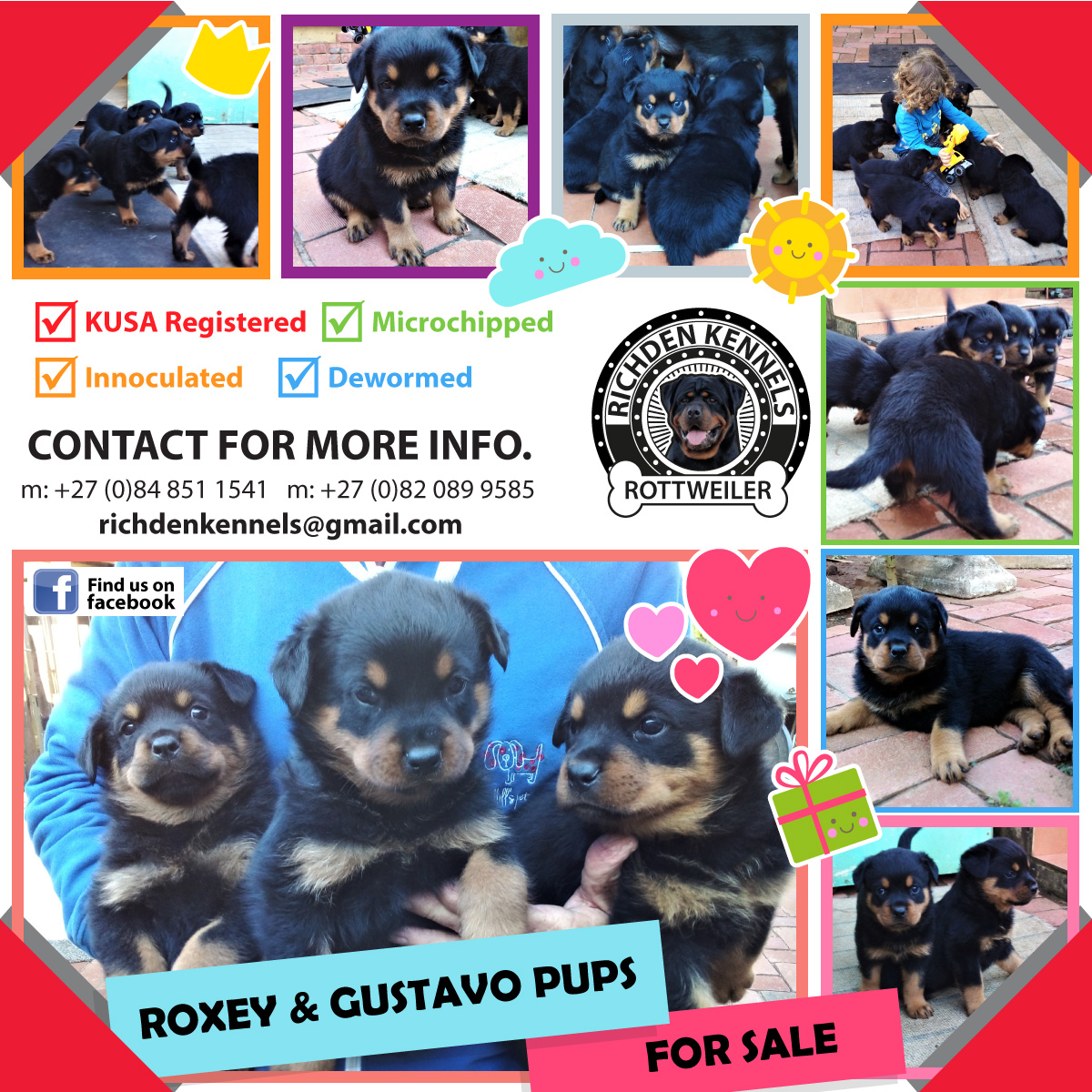 Rottweiler Puppies in Kwazulu Natal (06/06/2022)