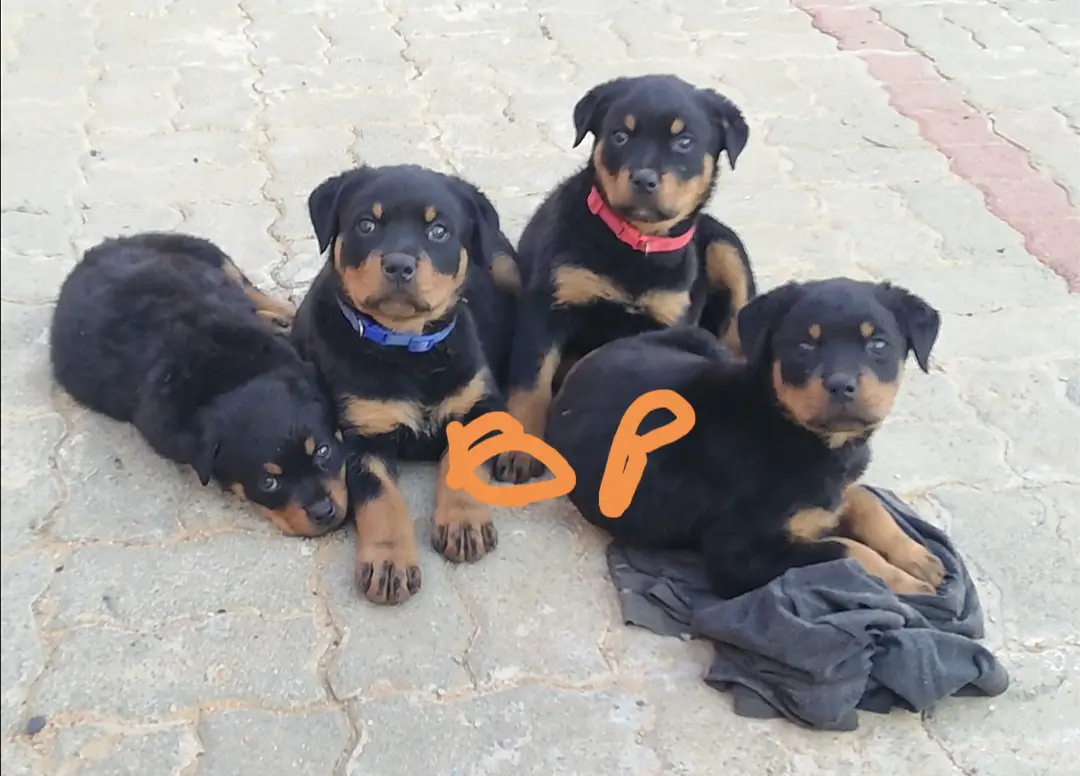 Rottweiler Puppies in East Rand (14/06/2022)