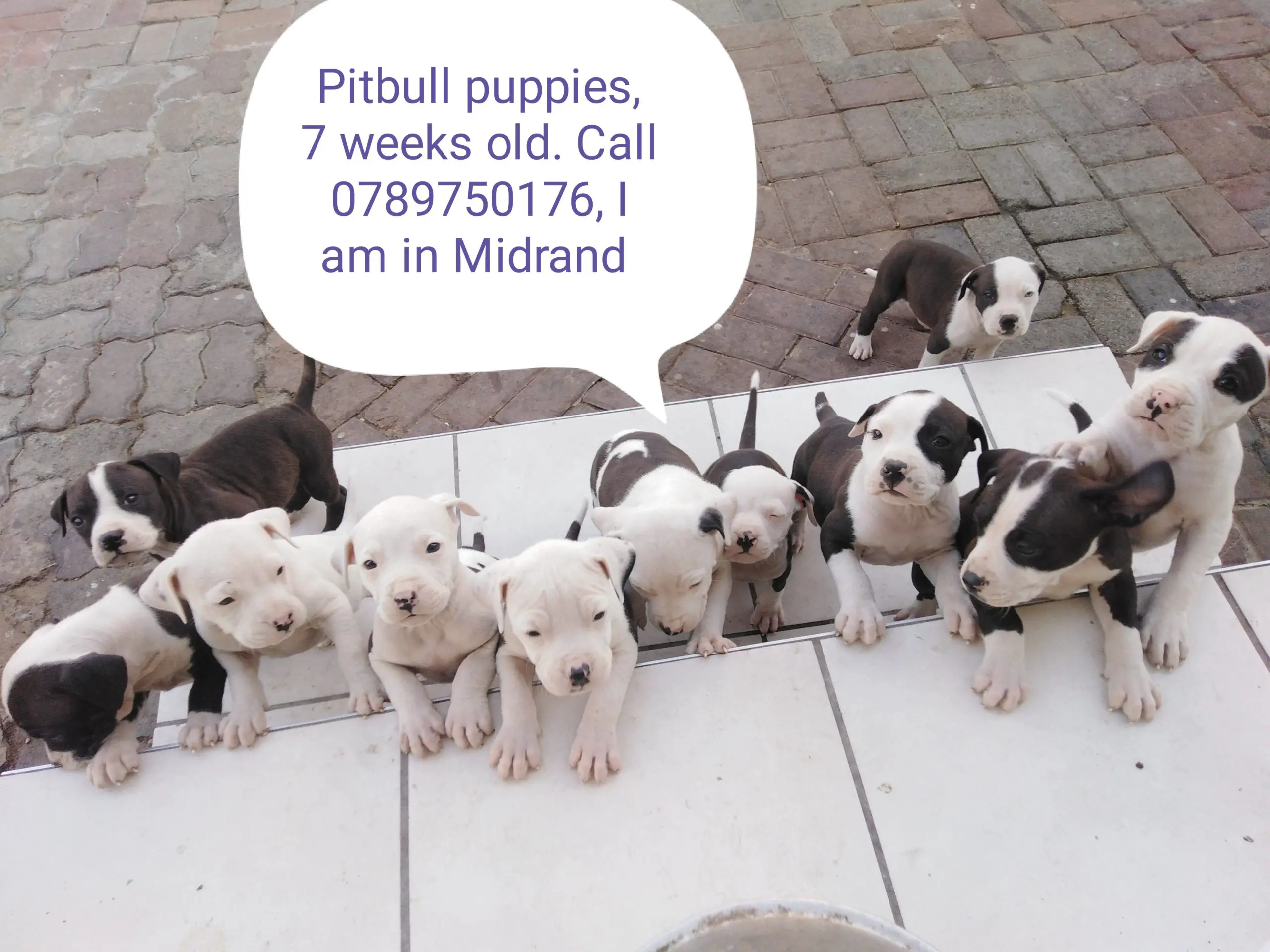 Pitbull Puppies in Johannesburg (04/06/2022)