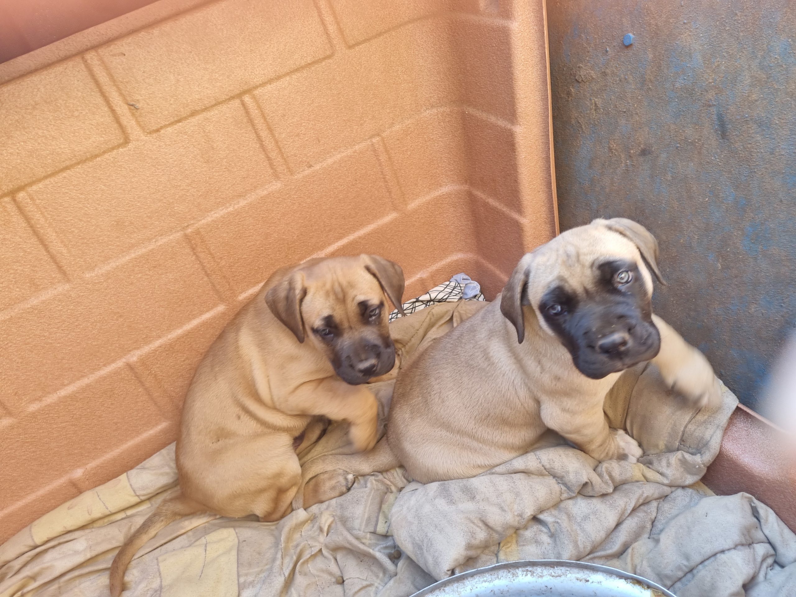 Boerboel Puppies in Mpumalanga (23/06/2022)