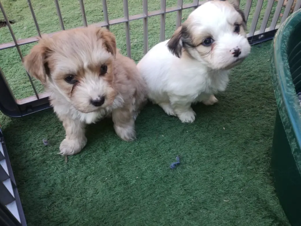 Other Puppies in East Rand (27/06/2022)