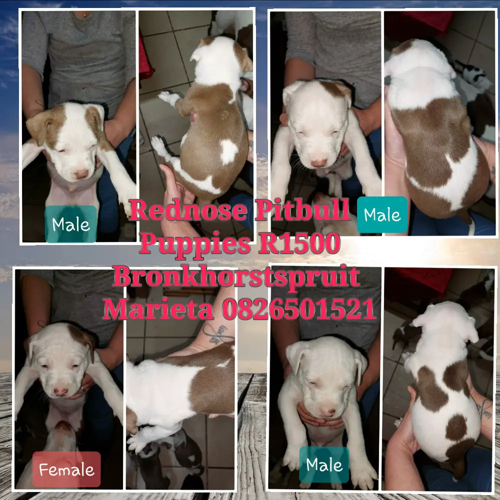 Pitbull Puppies in Rayton (30/06/2022)