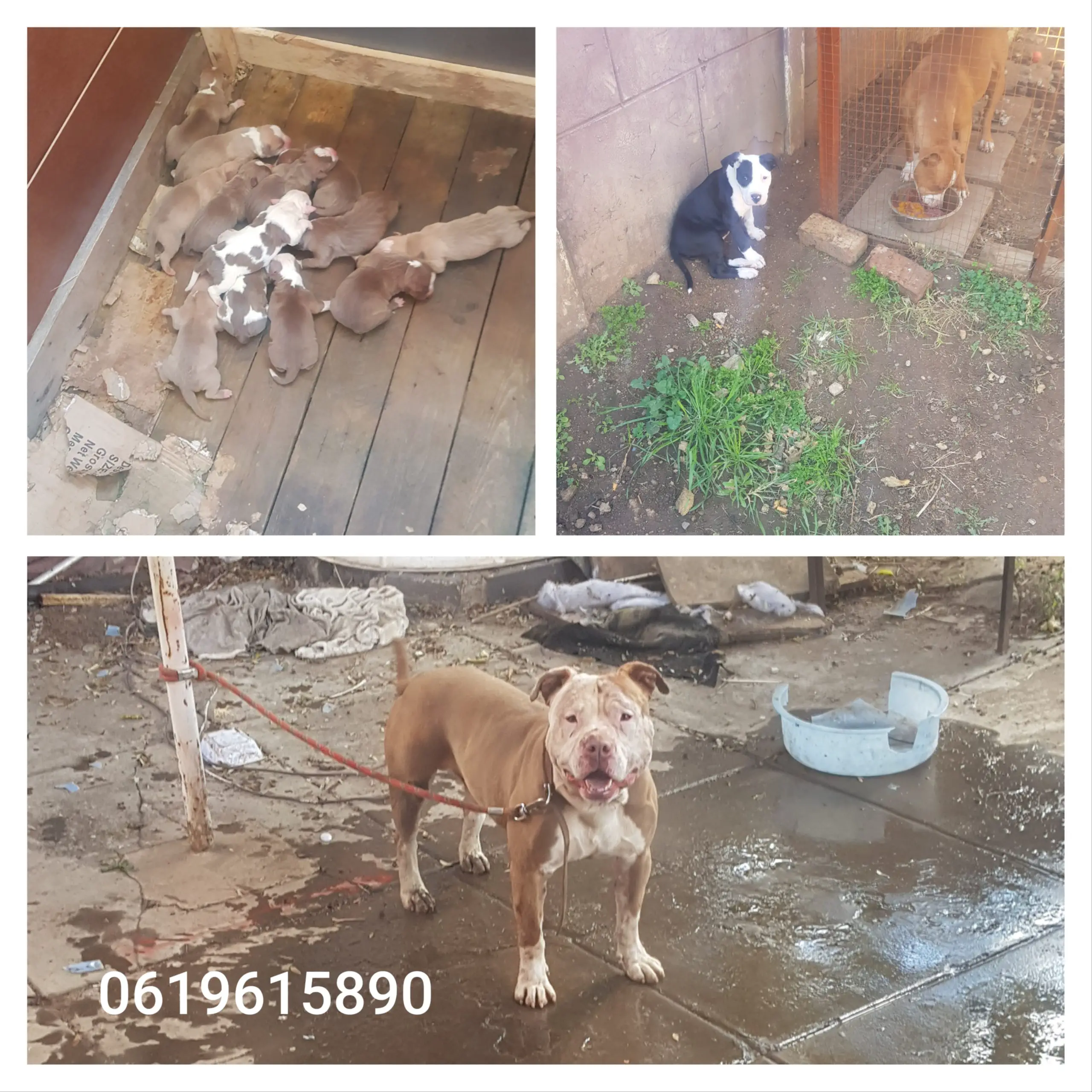 Pitbull Puppies in Pretoria (18/07/2022)