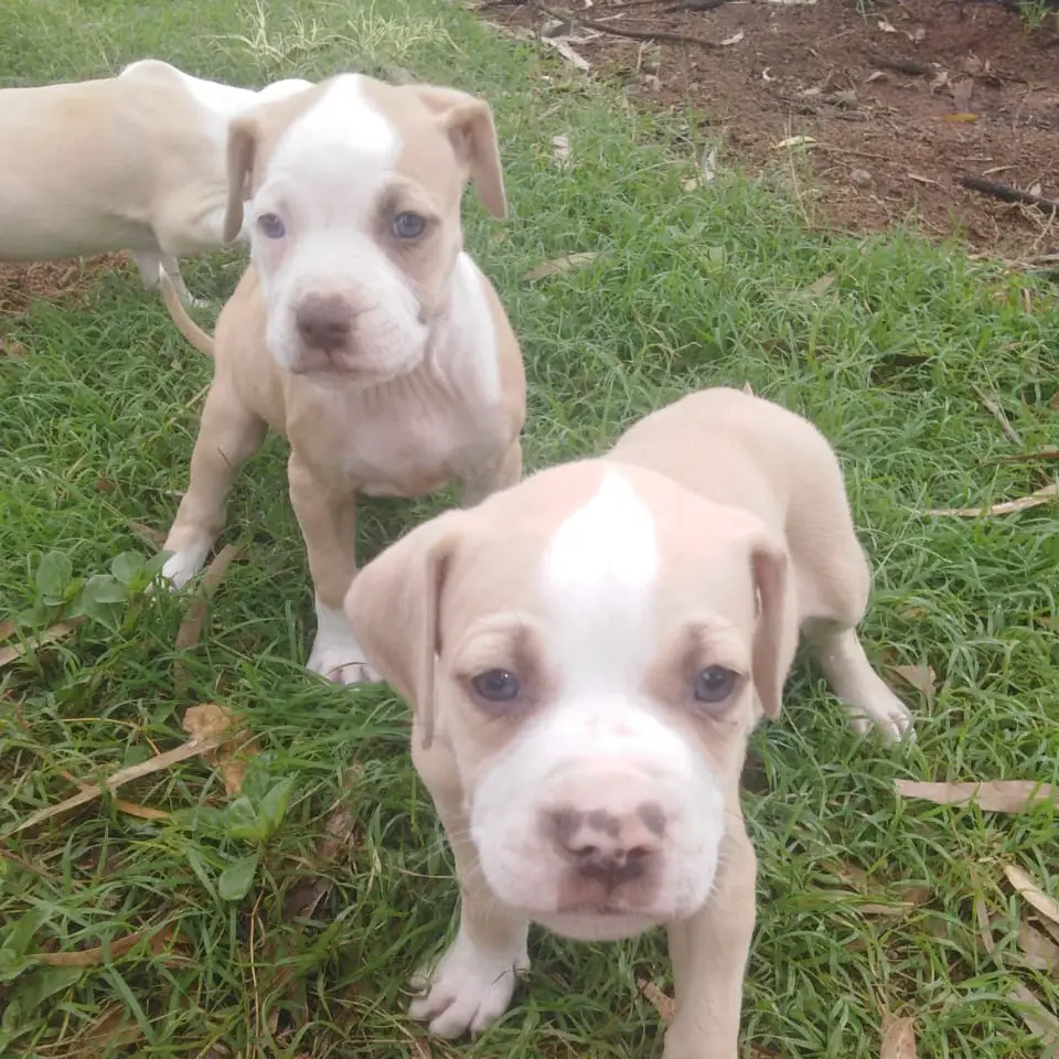 Pitbull Puppies in Pretoria (17/07/2022)