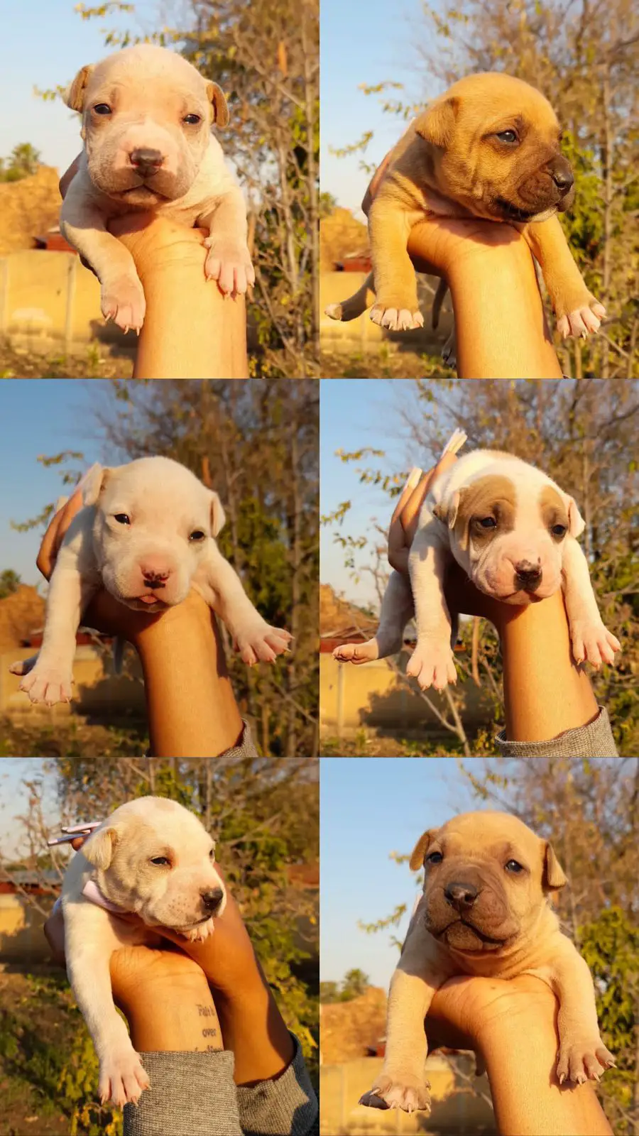 Pitbull Puppies in Pretoria (03/07/2022)