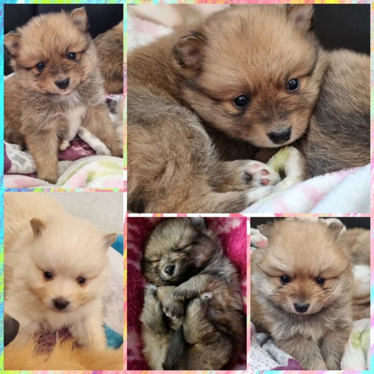 toy pom dog for sale near me