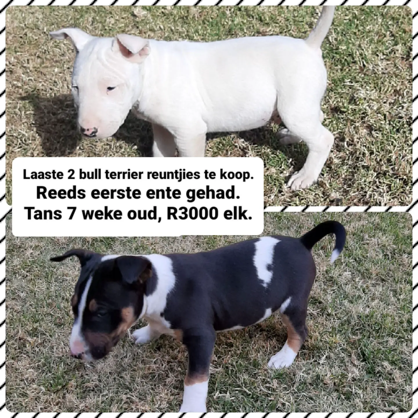 Bull Terrier Puppies in Bloemfontein (05/07/2022)