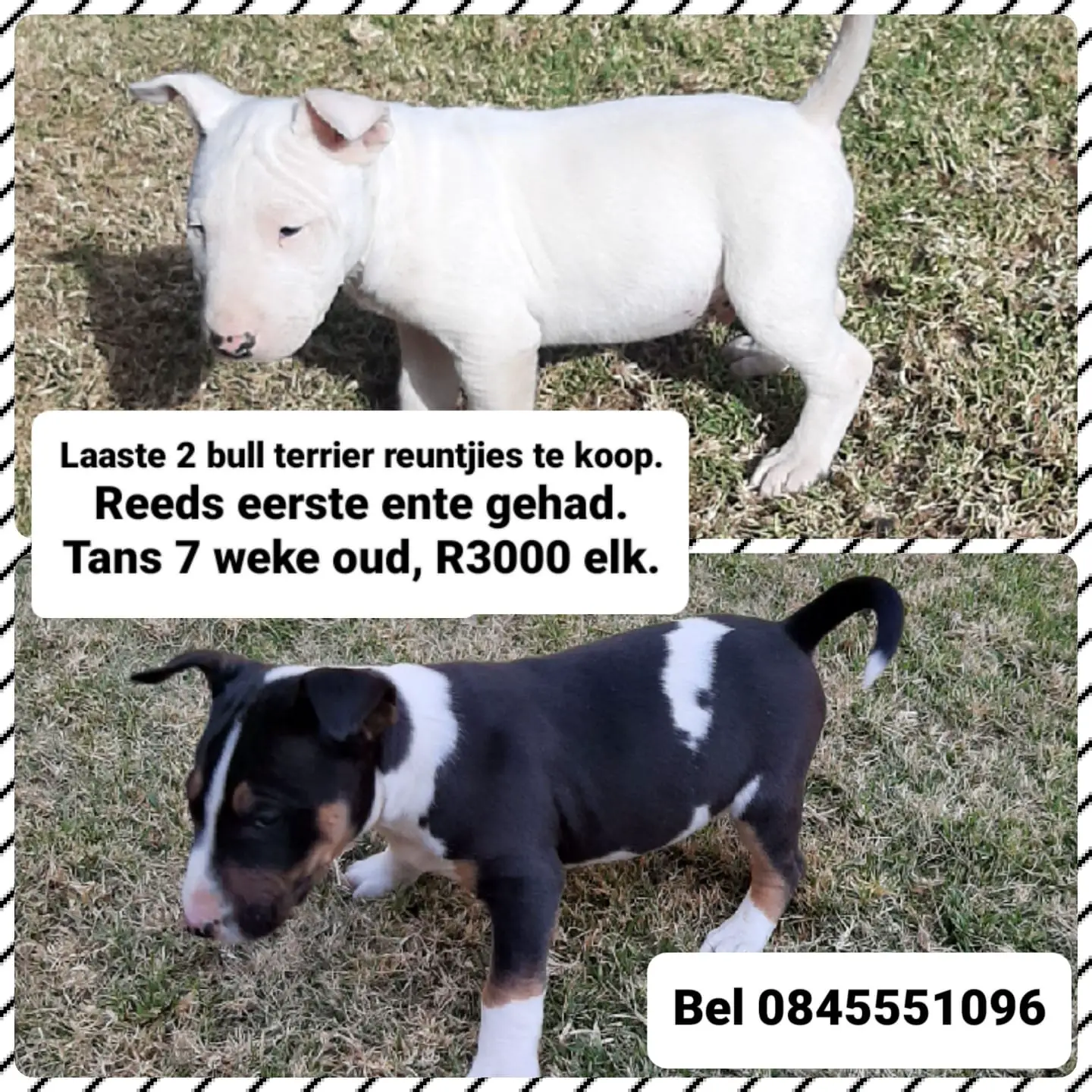 Bull Terrier Puppies in Bloemfontein (05/07/2022)