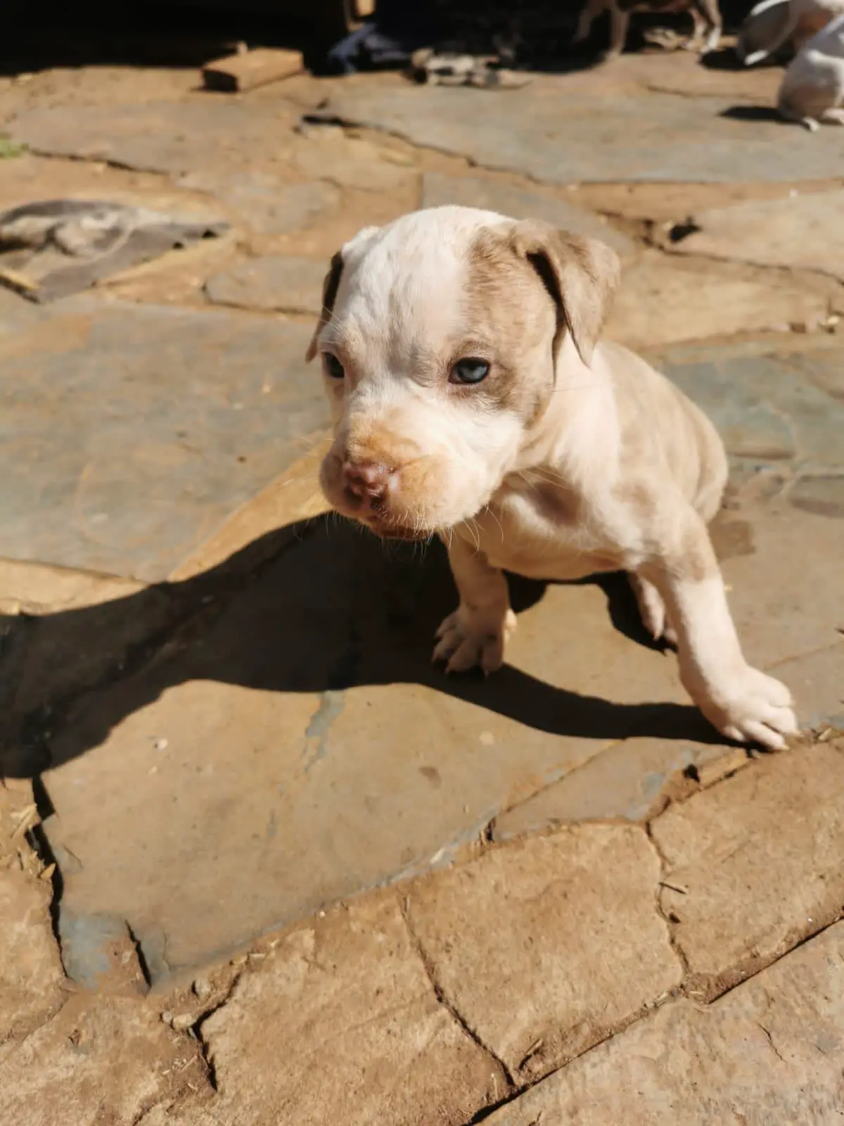Pitbull Puppies in Pretoria (24/07/2022)