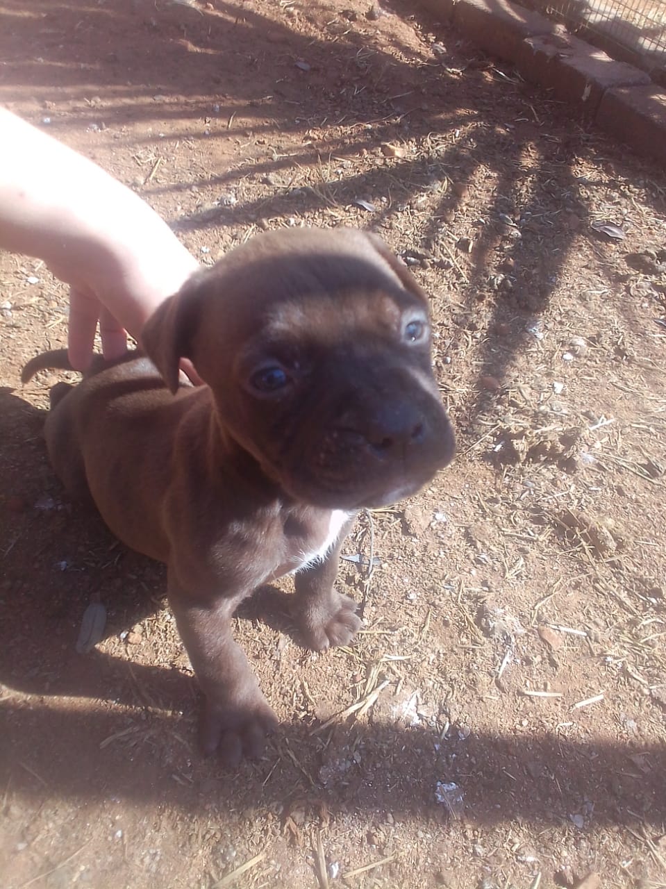 Pitbull Puppies in Pretoria (26/07/2022)