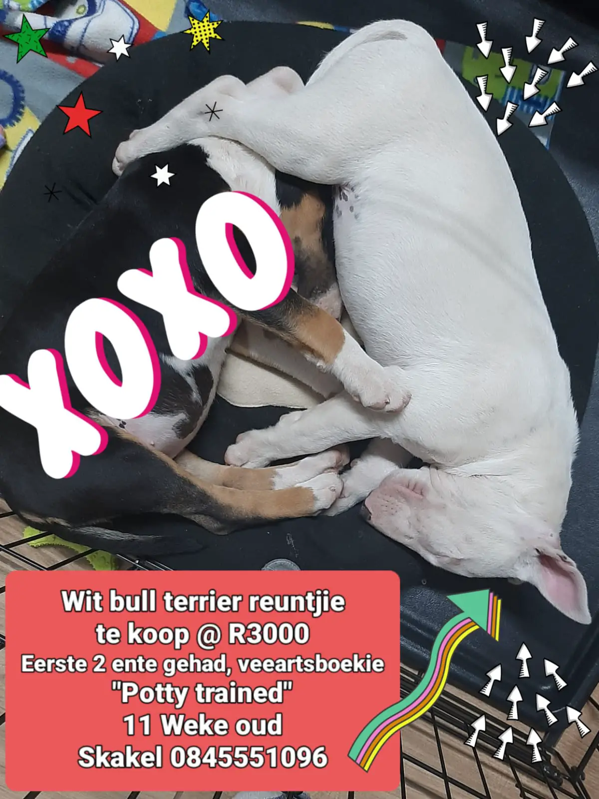 Bull Terrier Puppies in Bloemfontein (28/07/2022)