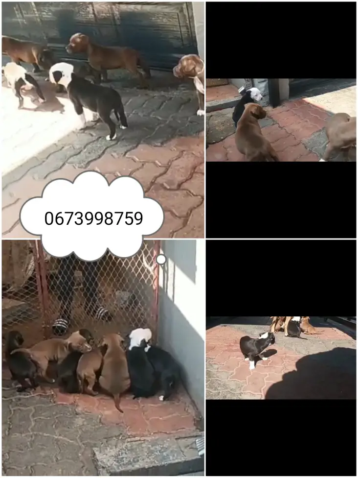 Pitbull Puppies in Johannesburg (19/07/2022)