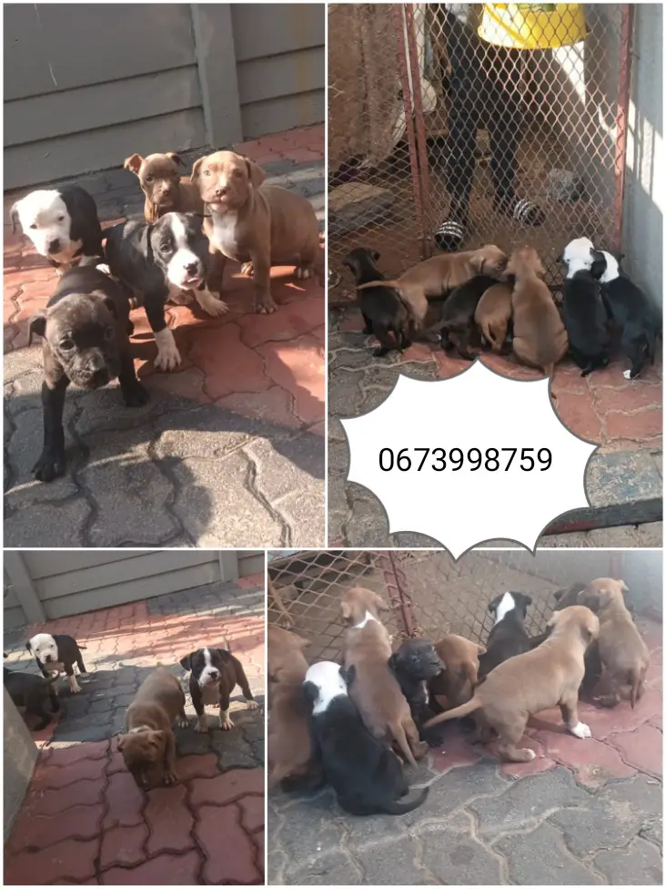 Pitbull Puppies in East Rand (22/07/2022)