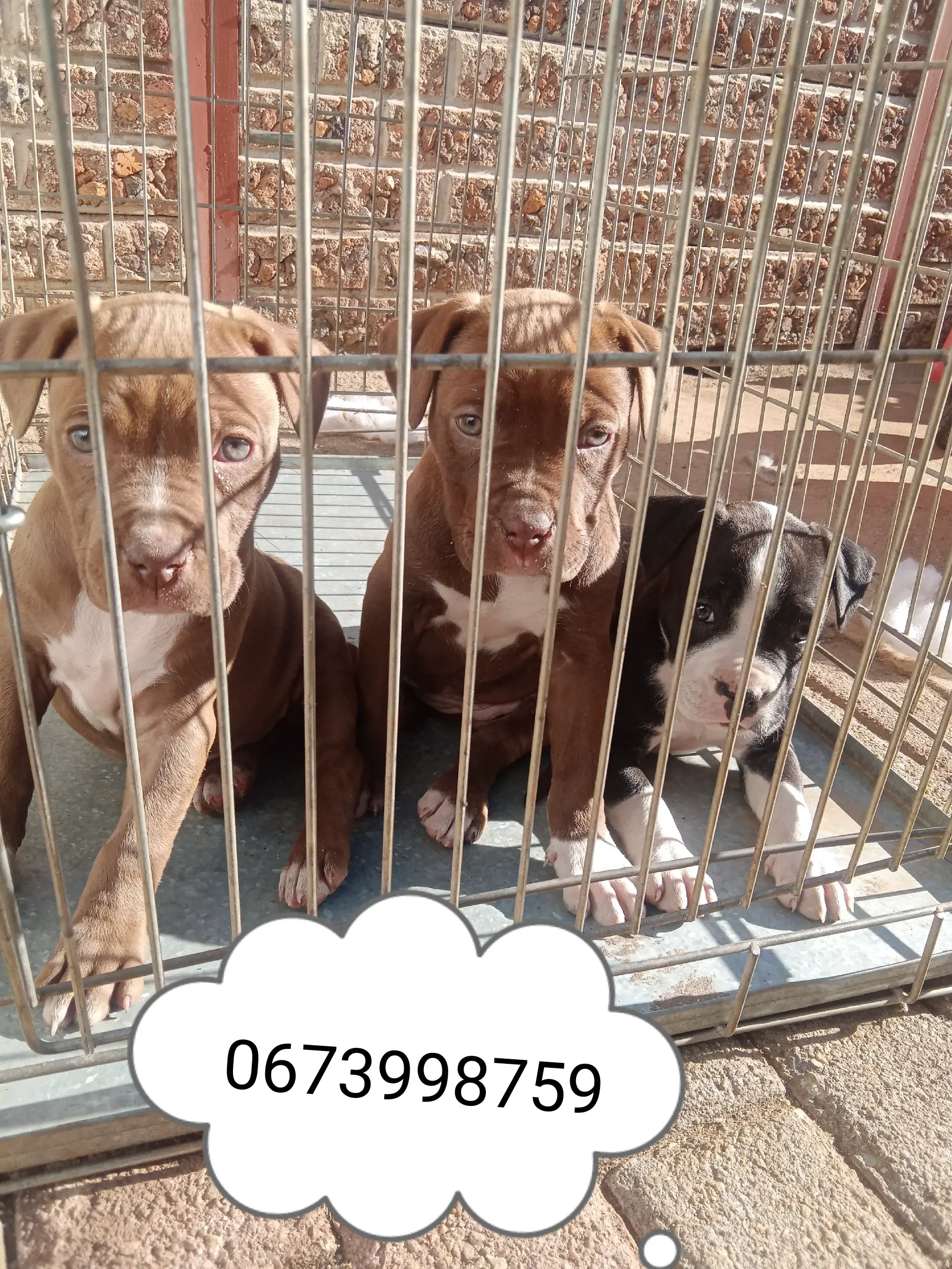 Pitbull Puppies in Johannesburg (25/07/2022)