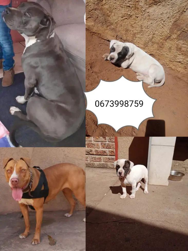 Pitbull Puppies in Johannesburg (27/07/2022)