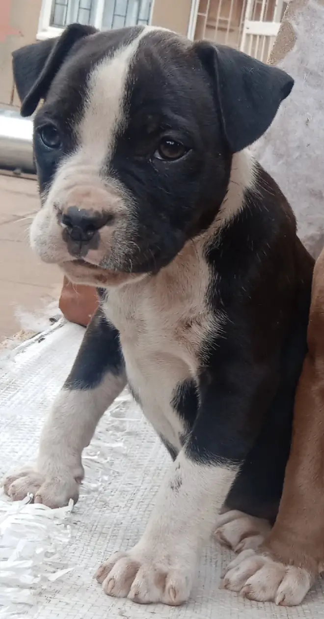 Pitbull Puppies in Johannesburg (30/07/2022)