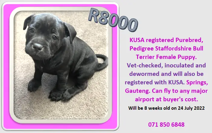 Staffie Puppies in East Rand (15/07/2022)