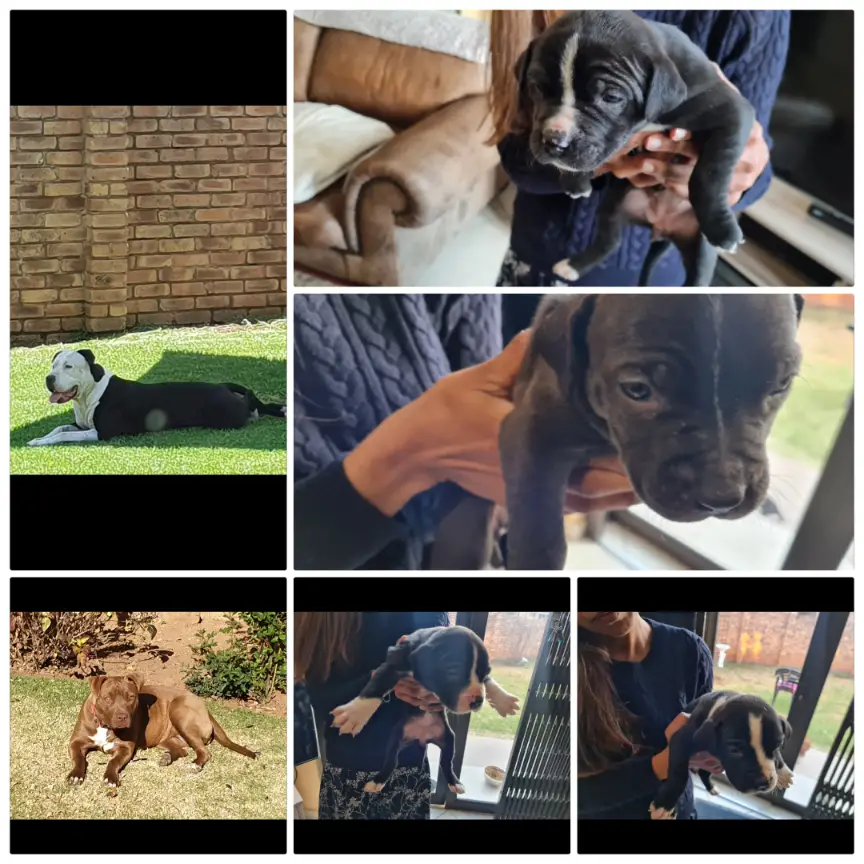 Pitbull Puppies in Johannesburg (28/07/2022)