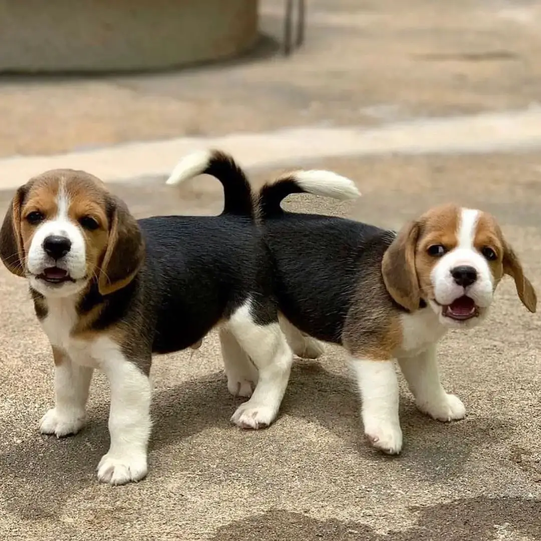 Beagle Puppies in Bloemfontein (28/07/2022)