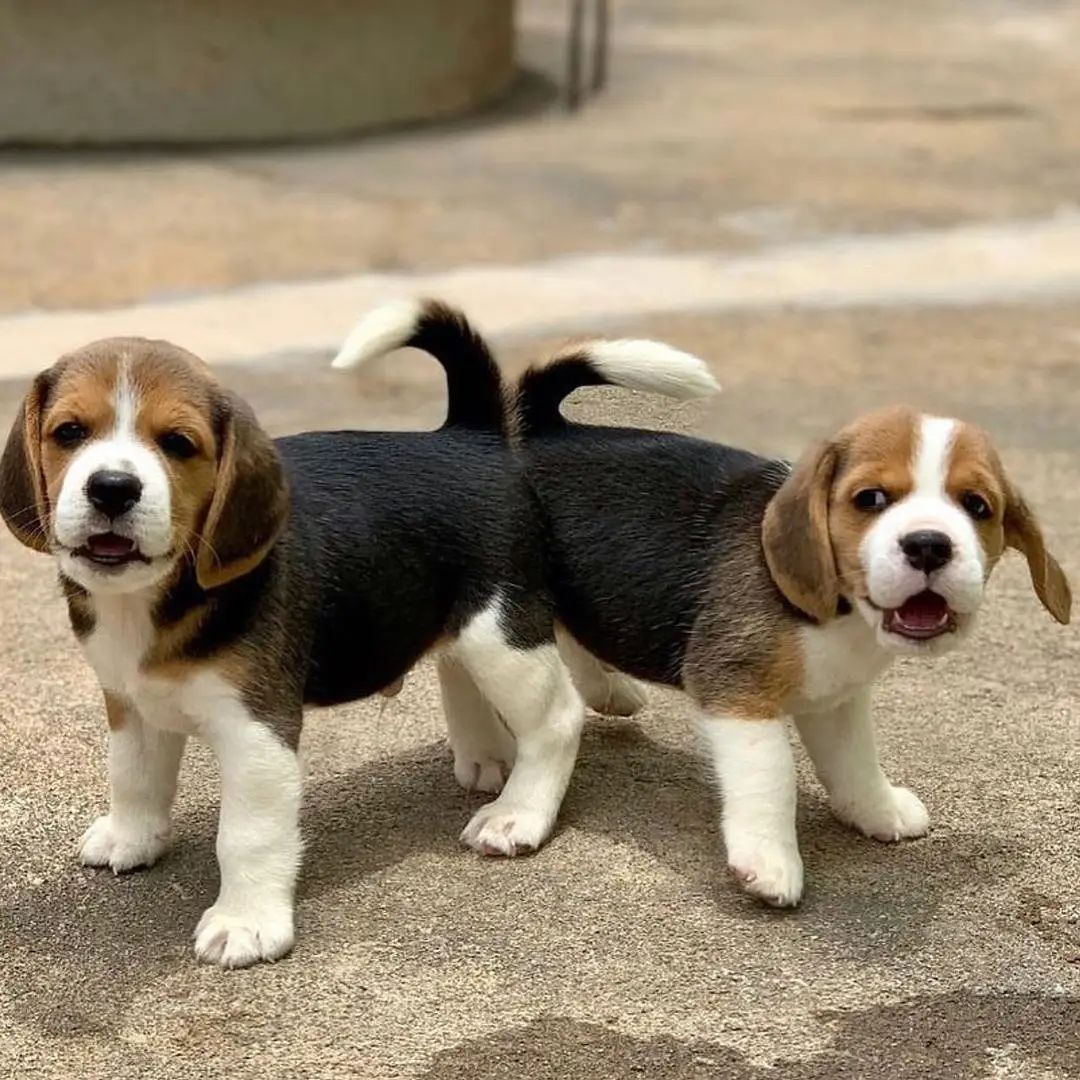 Beagle Puppies in Kimberley (28/07/2022)