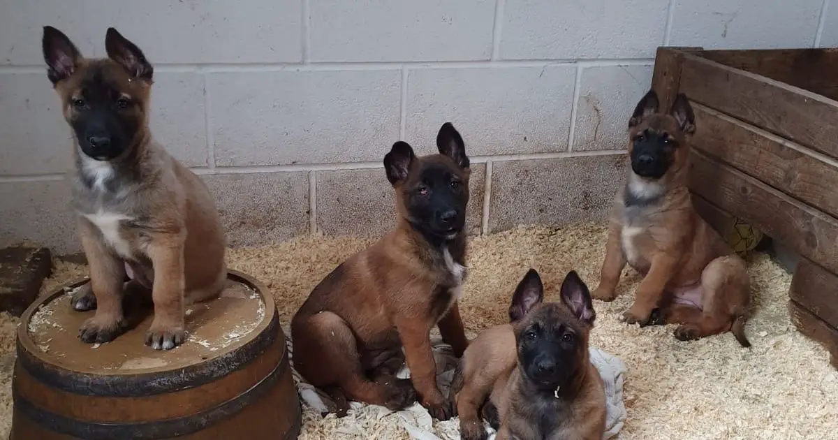 Belgian Malinois Puppies in Bloemfontein (28/07/2022)