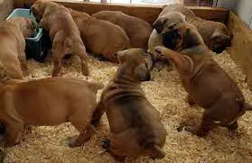 Boerboel Puppies in Kwazulu Natal (28/07/2022)