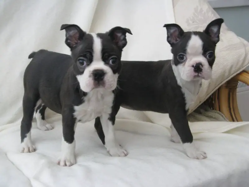 Boston Terrier Puppies in Cape Town (28/07/2022)