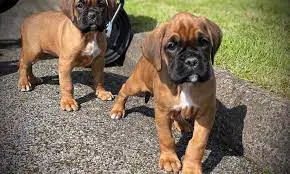 Boxer Puppies in Brits (28/07/2022)