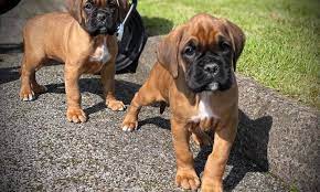 Boxer Puppies in Port Elizabeth (28/07/2022)
