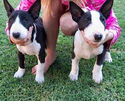 Bull Terrier Puppies in Cape Town (28/07/2022)